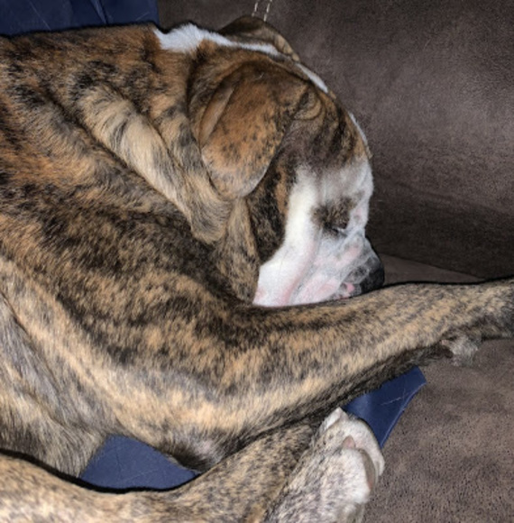 Meet your Posher, Aurora - Picture 1 of 1